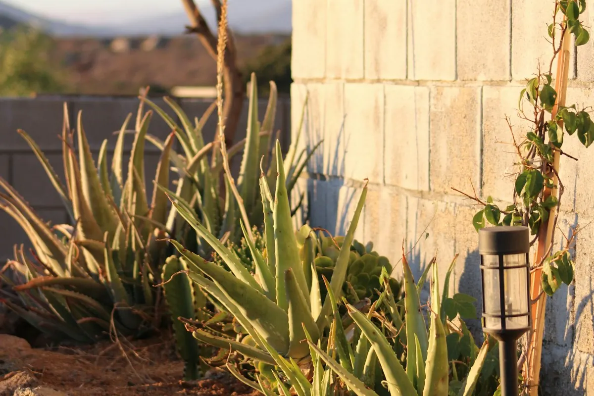 A backyard block wall with aloe plants, a typical shed location in Phoenix