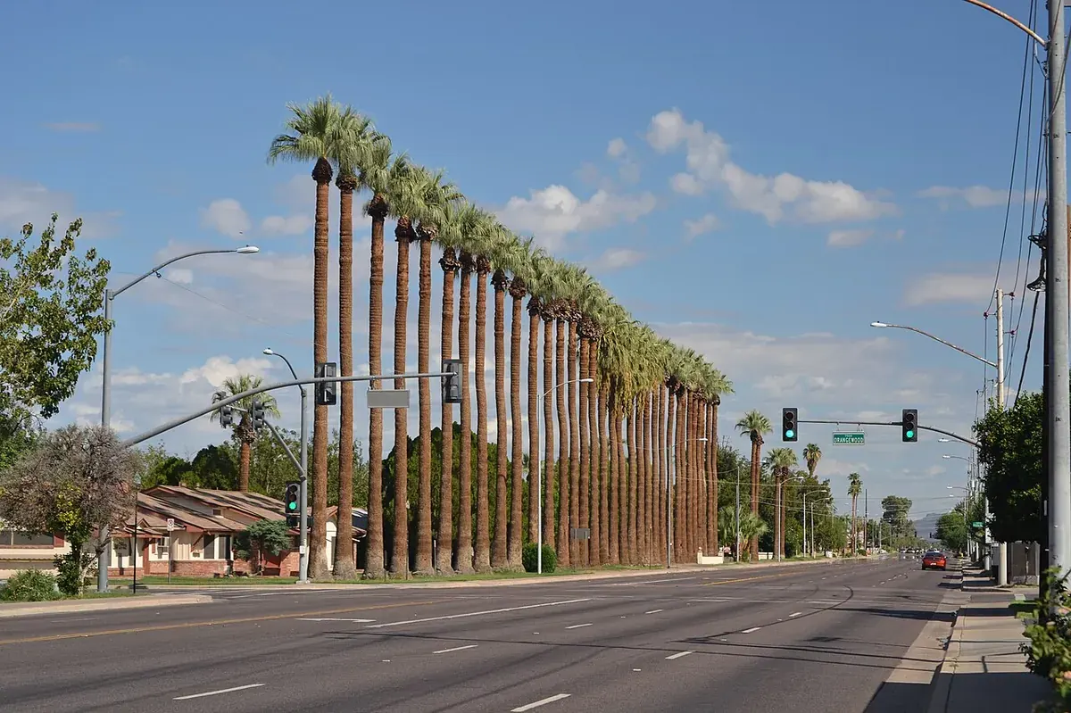 A palm-lined avenue in Glendale, Arizona